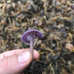 Amethyst Deceiver