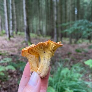 Chanterelle, Common