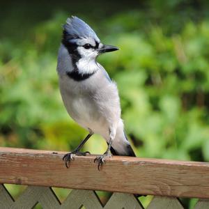 Blue Jay