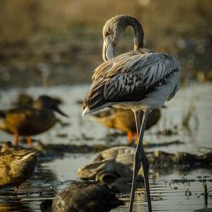 Greater Flamingo