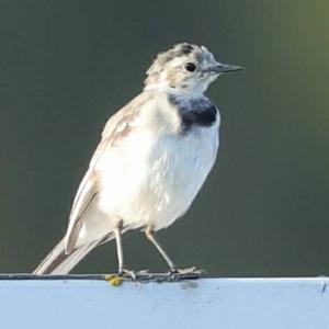 White Wagtail