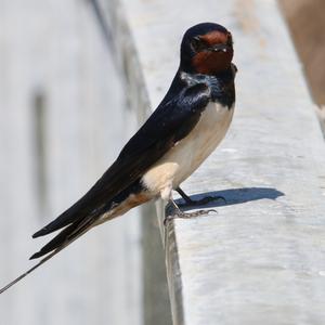 Barn Swallow