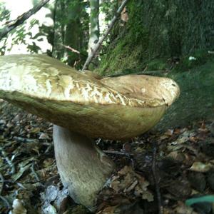 Summer Bolete