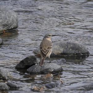 Water Pipit