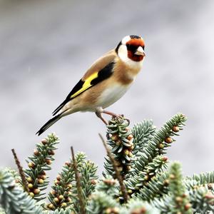 European Goldfinch