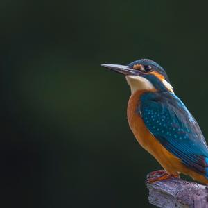 Common Kingfisher