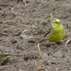 Yellowhammer