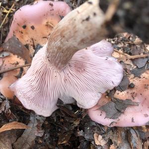 Wood Blewit