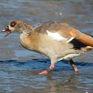 Egyptian Goose