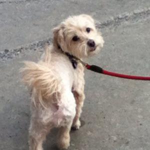 Unknown Breed