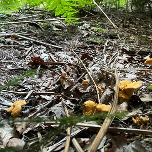 Chanterelle, Common