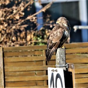 Mäusebussard