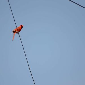 Northern Cardinal