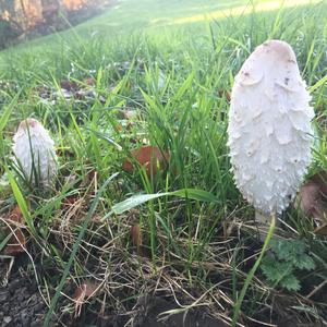 Shaggy Mane