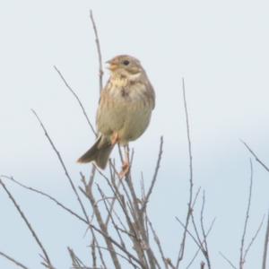 Corn Bunting