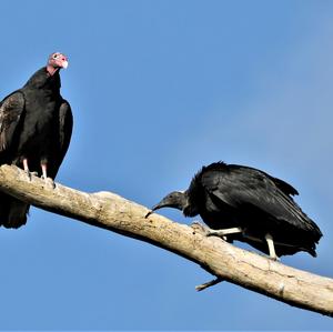 Turkey Vulture