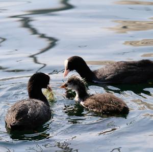 Common Coot