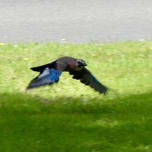 Eurasian Jay