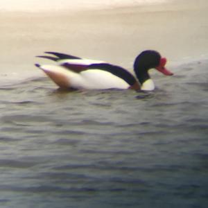 Common Shelduck