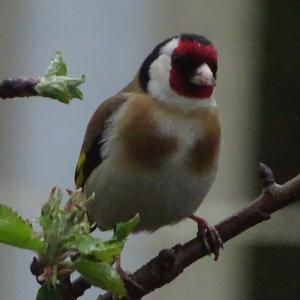 European Goldfinch