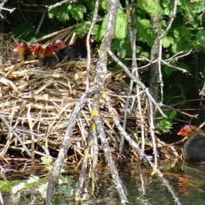 Common Coot