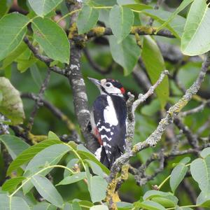 Great Spotted Woodpecker