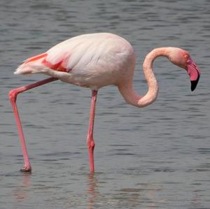 Greater Flamingo