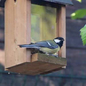 Great Tit