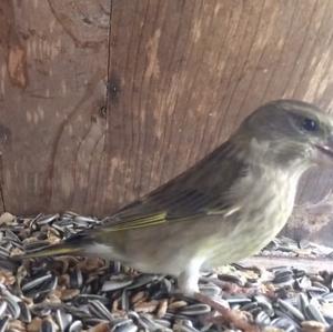 European Greenfinch