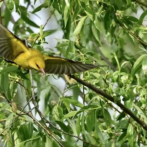 Eurasian Golden Oriole