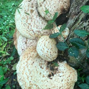 Dryad`s Saddle