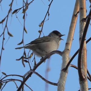 Blackcap