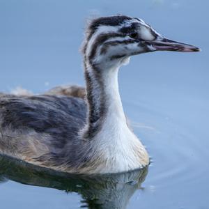 Great Crested Grebe