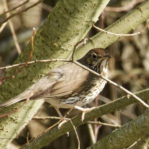 Song Thrush