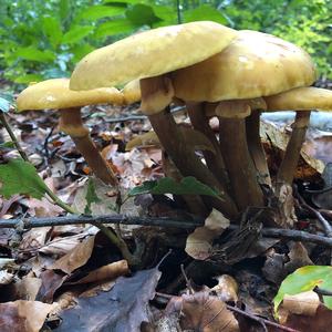 Honey Fungus