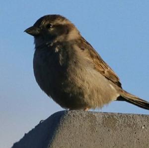 House Sparrow