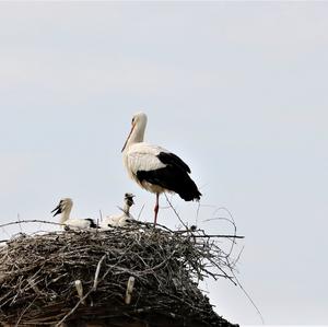 White Stork