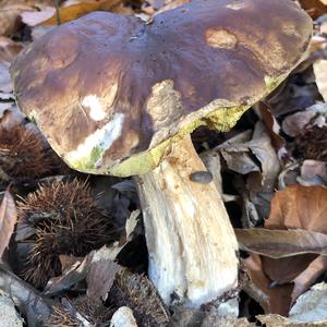 King Bolete