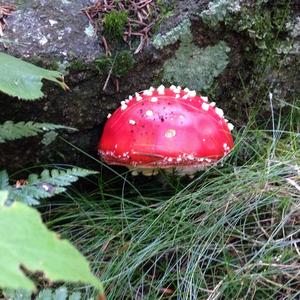 Fly Agaric