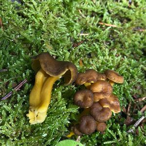 Trumpet Chanterelle