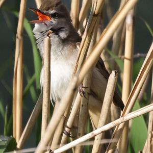 Great Reed-warbler