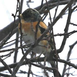 Brambling