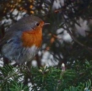 European Robin