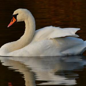 Mute Swan