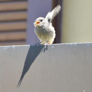 Black Redstart