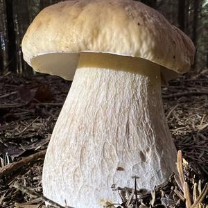 King Bolete