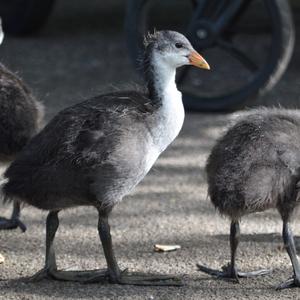 Common Coot