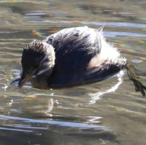 Little Grebe