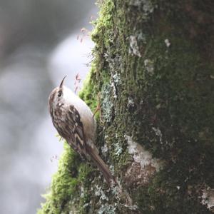 Short-toed Treecreeper