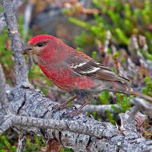 Pine Grosbeak